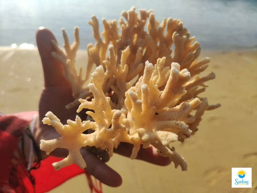 Rạng san hô tuyệt đẹp khó có thể tìm thấy ở nơi khác